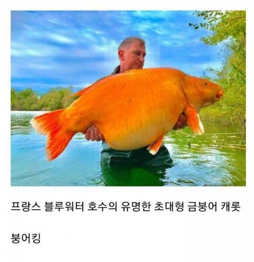 현실에 존재하는 포켓몬