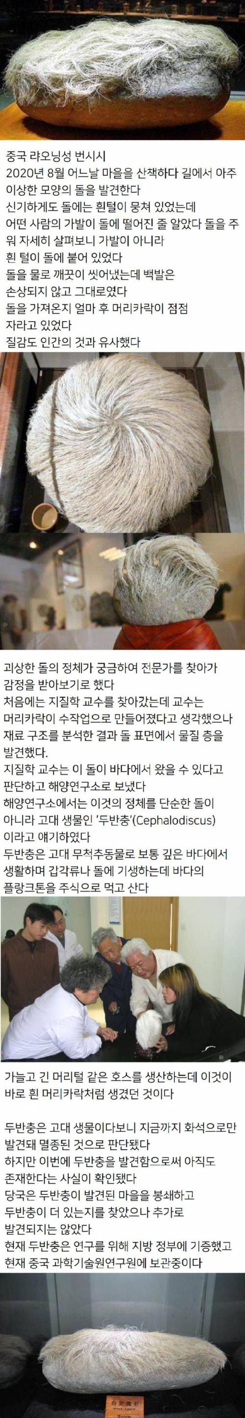 중국에서 발견한 머리카락 자라는 돌의 비밀