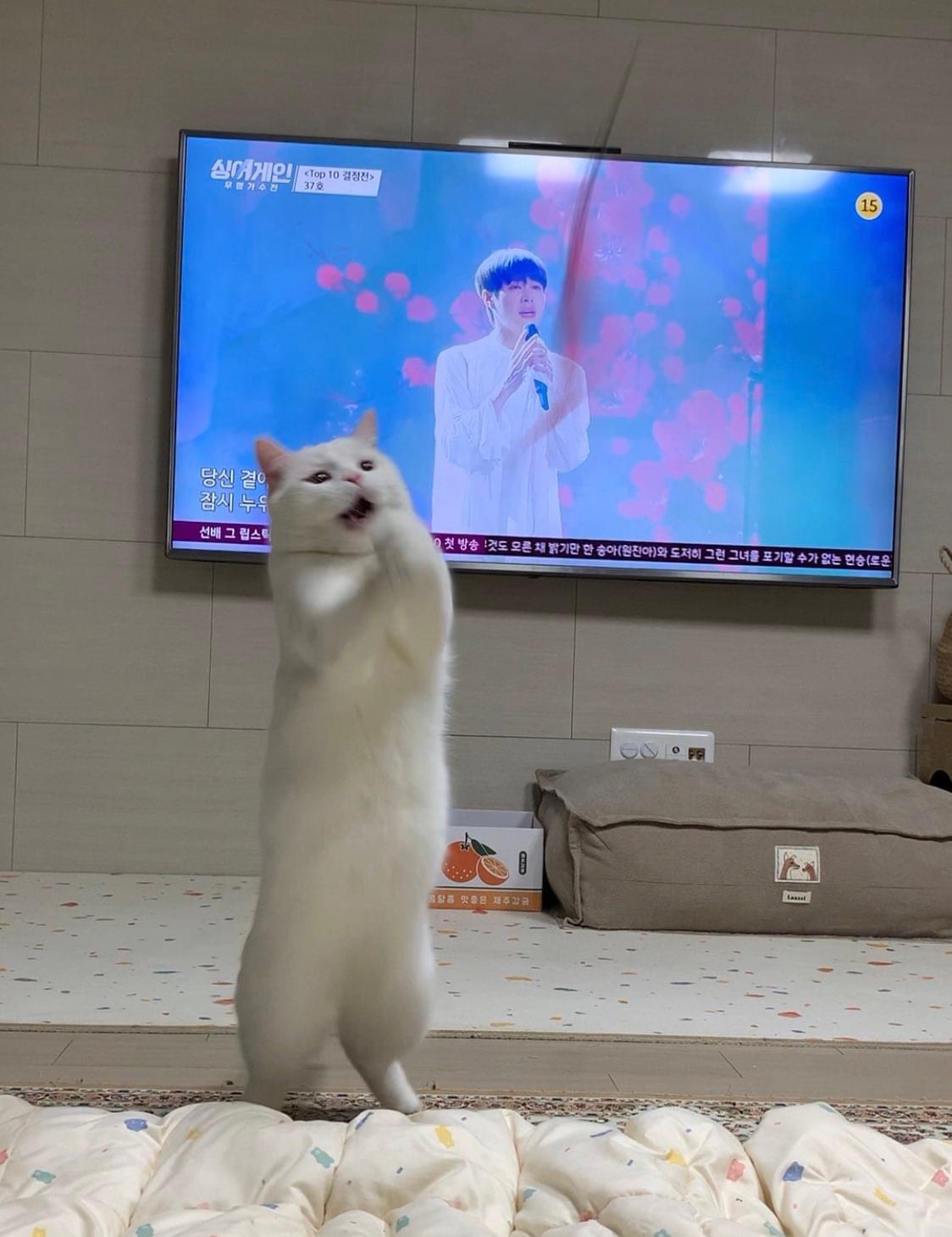 다시.. 다시 노래하고 싶다냥!!!!