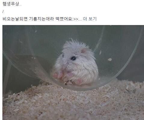 비 오는 날에는 떡지는 햄스터