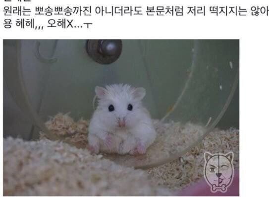 비 오는 날에는 떡지는 햄스터