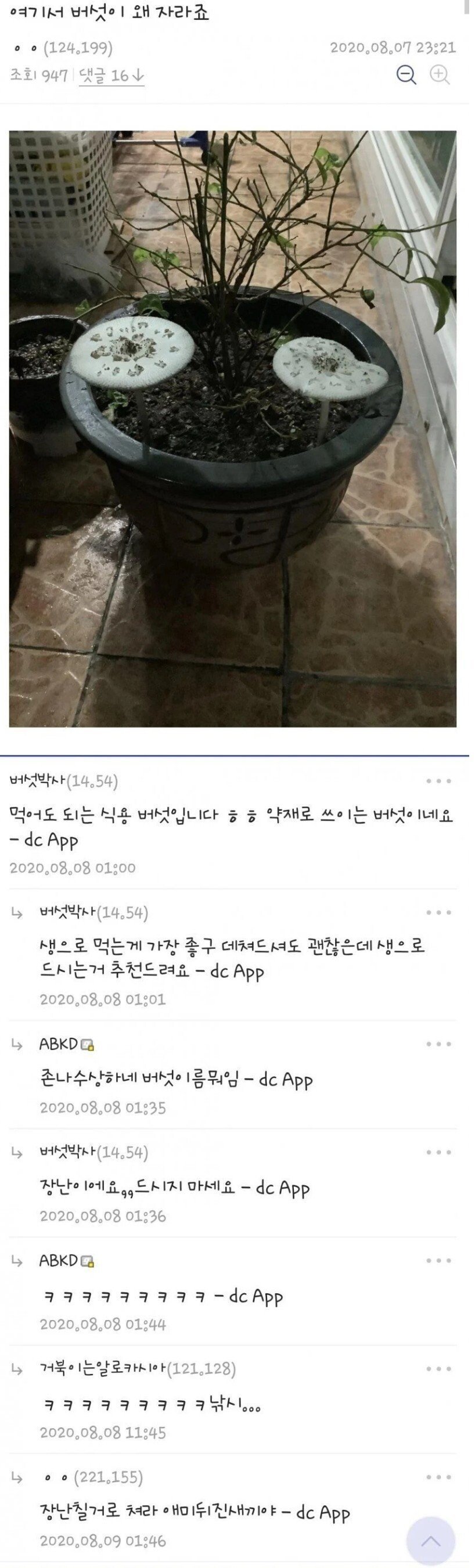 야생버섯을 먹으면 안되는 이유