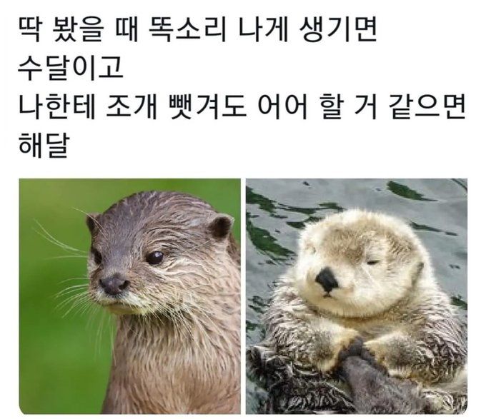 수달과 해달 구별법