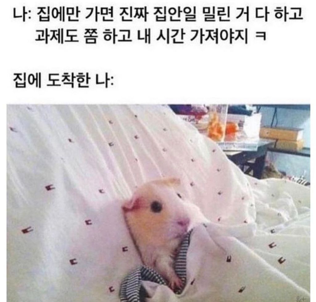 내가 집에만 가면 진짜 기필코