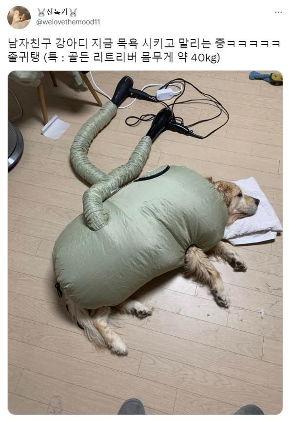 댕댕이 목욕시키고 말리는 모습.jpg
