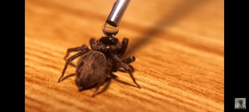 거미를 어이없게 죽여버린 거미 유튜버