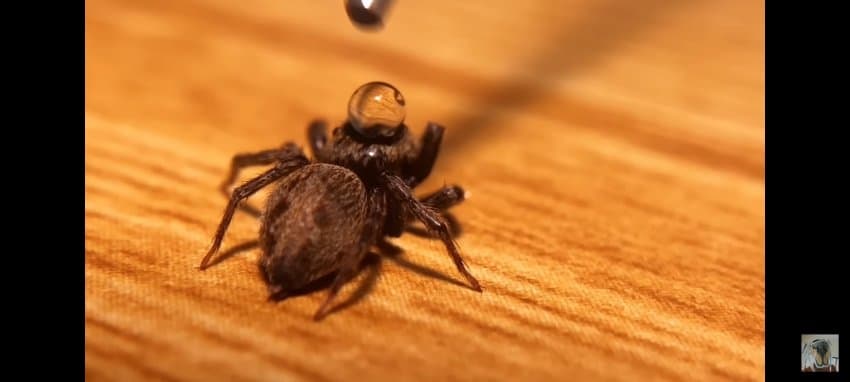 거미를 어이없게 죽여버린 거미 유튜버