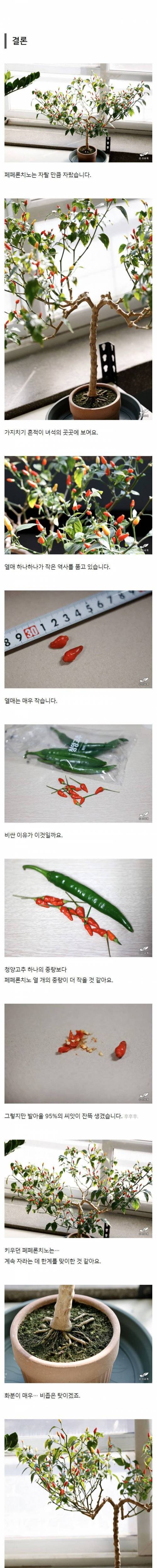 고추로 크리스마스트리를 만든 한국드루이드.jpg