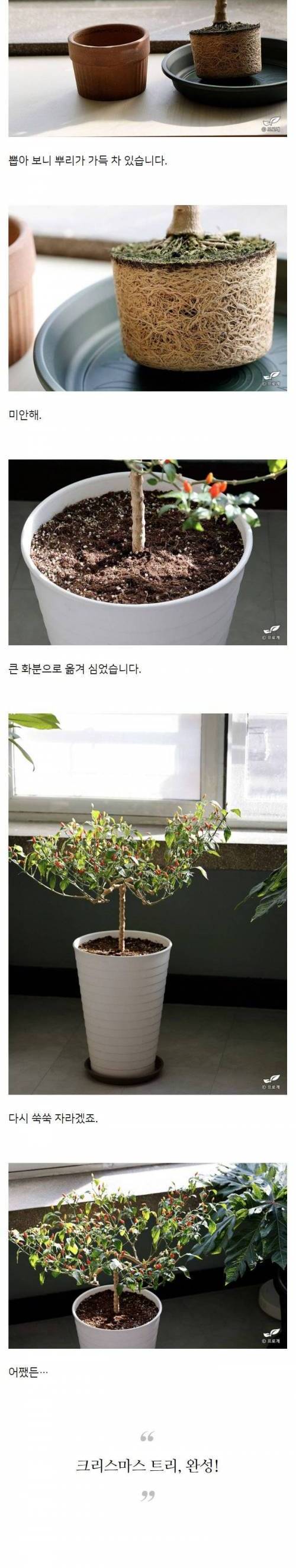 고추로 크리스마스트리를 만든 한국드루이드.jpg