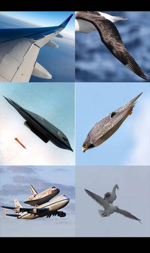 새들에게서 볼 수 있는 항공역학.jpg
