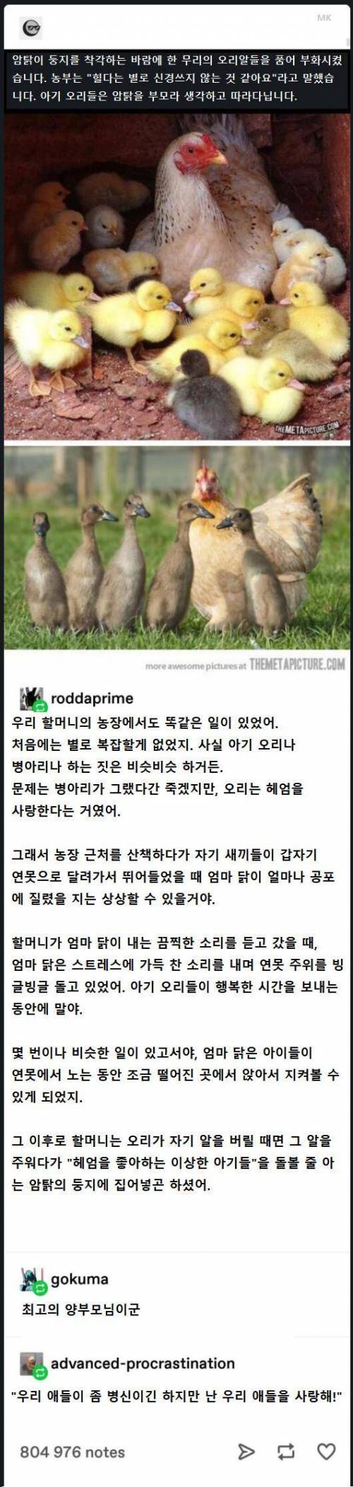 닭이 오리를 길렀을 때 벌어지는 일