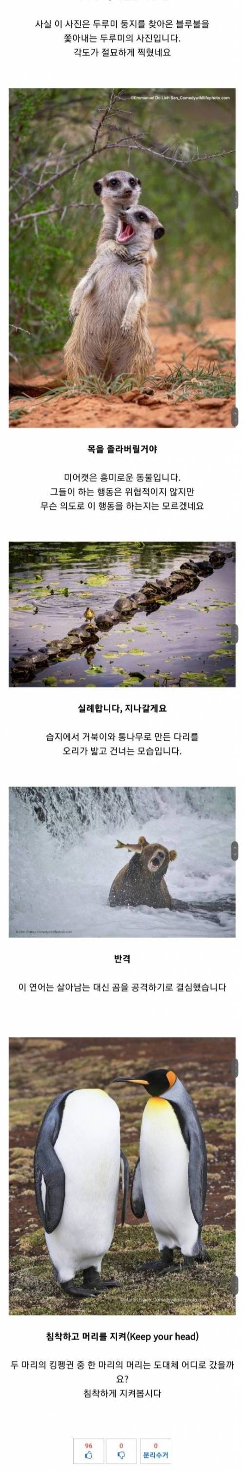 올해도 짤생성기인 웃긴 야생동물 사진전 우승작