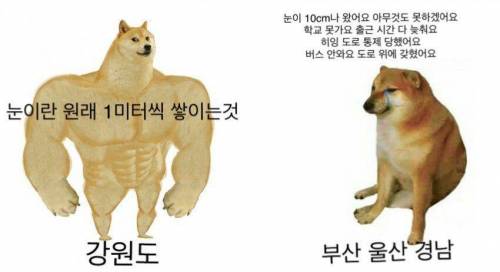 눈 왔을때 강원도 vs 부산 울산 경남