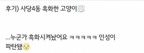 ?하룻밤 사이 흑화한 고양이