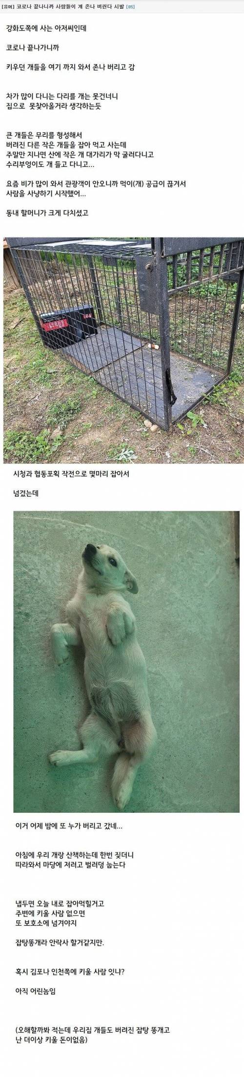 요즘 유기견들이 미친듯이 늘어나는 강화도