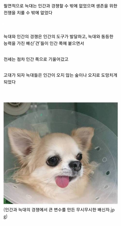 중세 유럽을 공포에 빠트린 인류의 적 늑대