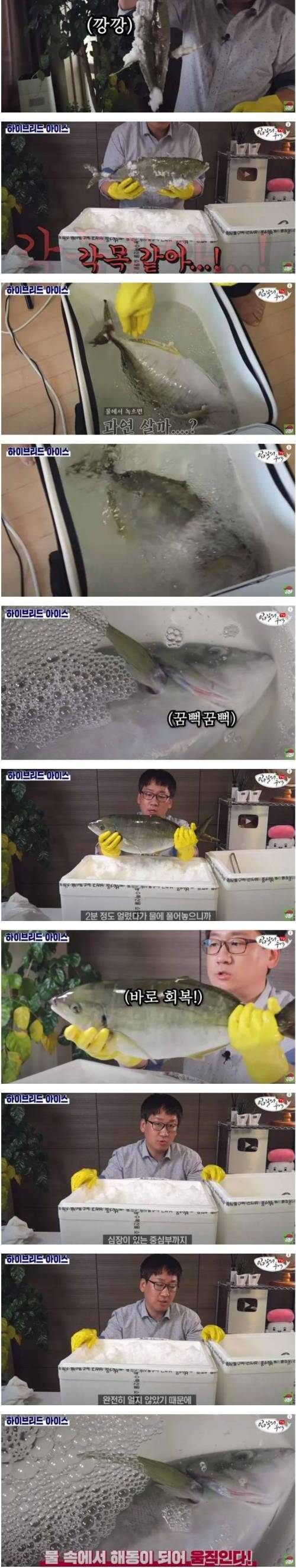 생물 생선 급속냉동 후 물에 다시 넣으면