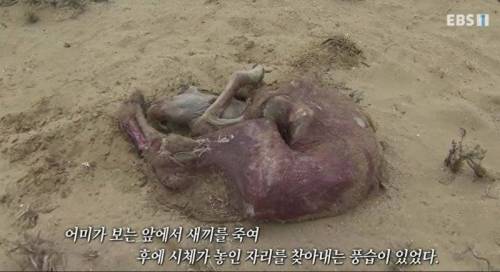 몽골에서 풍장할때 시체위치를 기억하는법