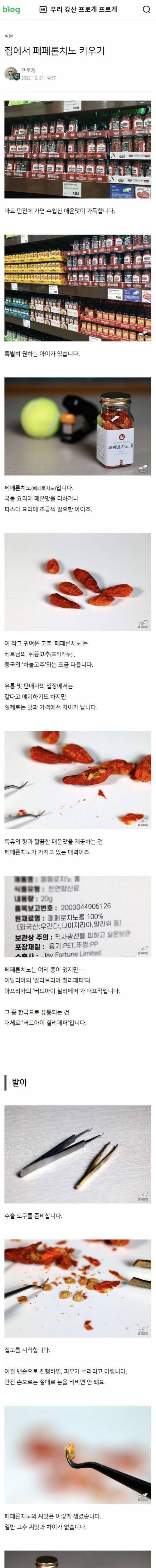 고추로 크리스마스트리를 만든 한국드루이드.jpg