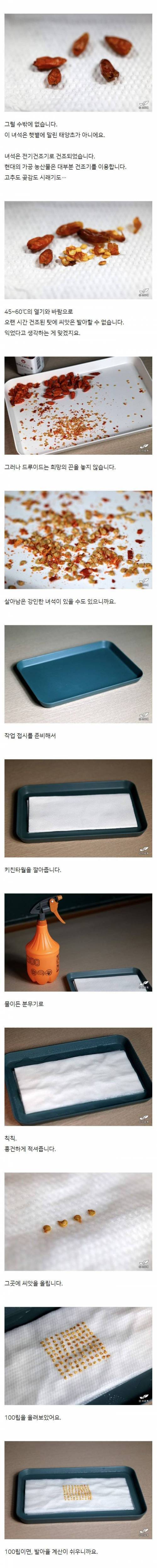 고추로 크리스마스트리를 만든 한국드루이드.jpg