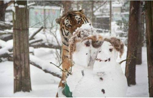 눈사람을 본 호랑이