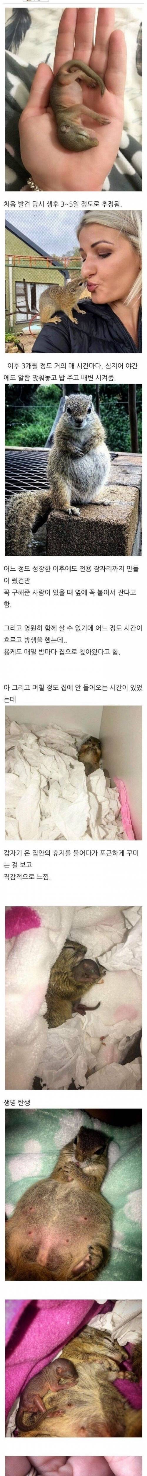 아기 다람쥐를 구해줬더니 생긴 일...
