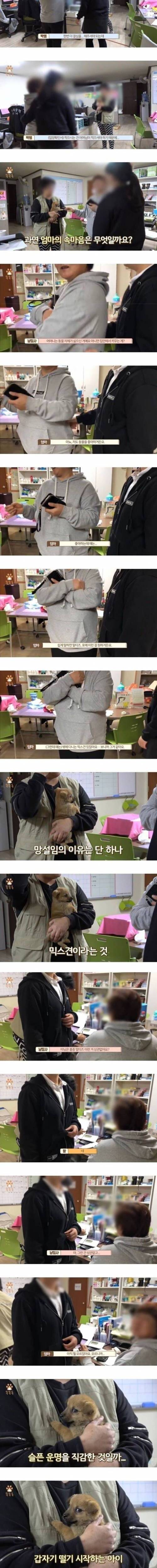 유기견 입양을 놓고 벌어진 딸과 엄마의 신경전