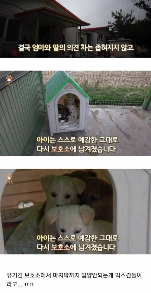 유기견 입양을 놓고 벌어진 딸과 엄마의 신경전