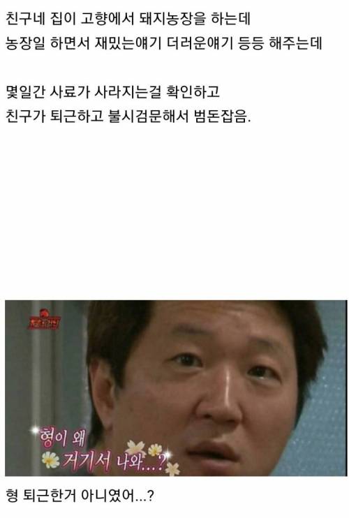 몰래 사료 먹다 걸린 돼지