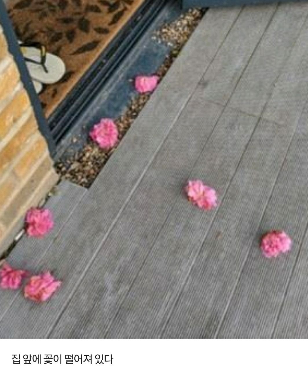 매일 집 현관에 분홍색 꽃이 떨어져 있던 이유.jpg