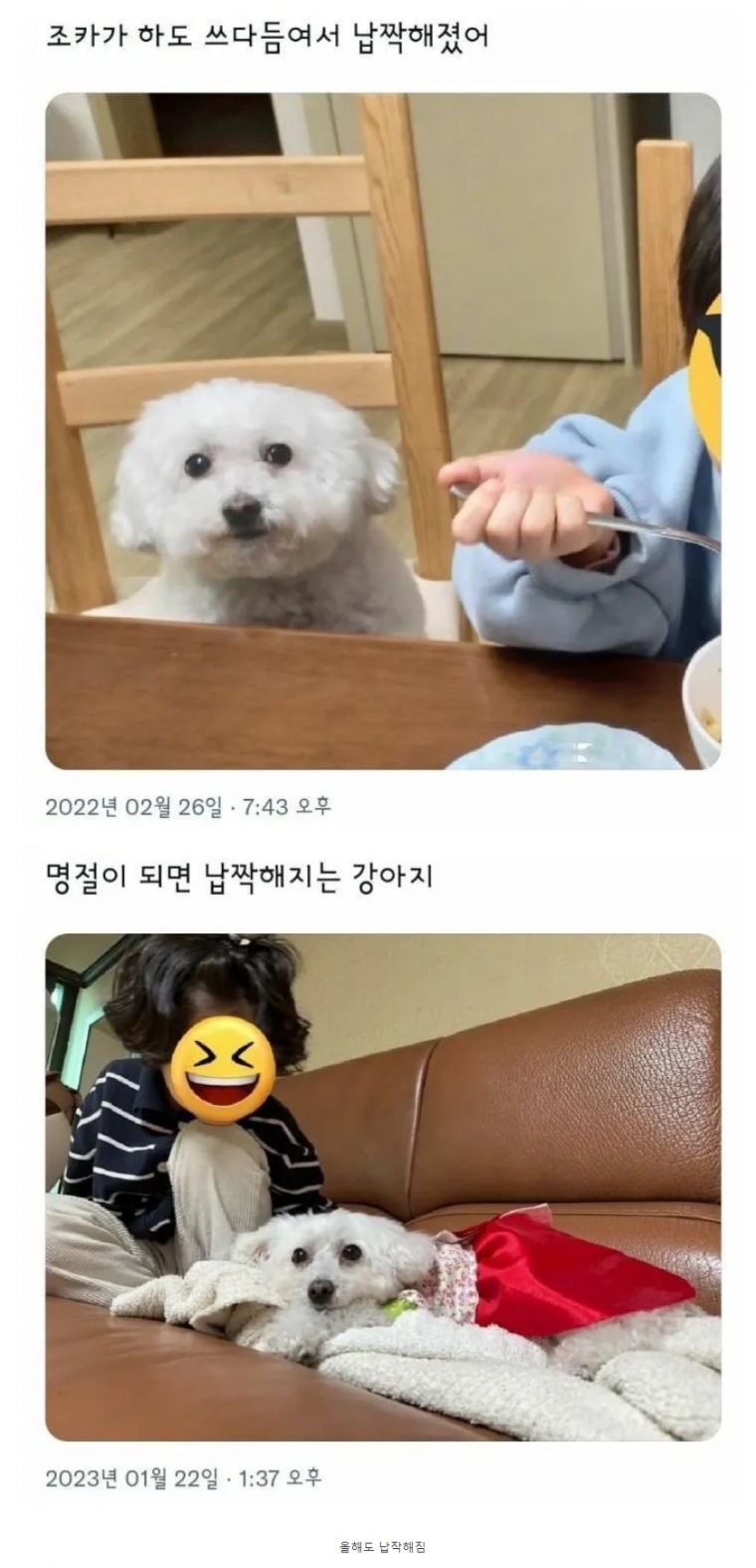 조카가 하도 쓰다듬어서 납작해진 강아지 근황