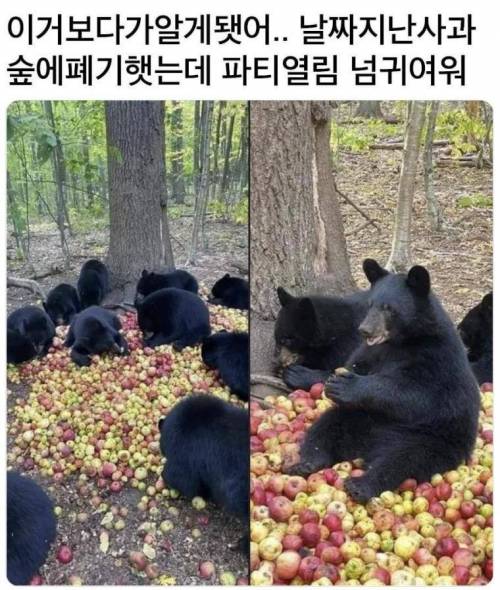 날짜지난 사과를 숲에 버리면 벌어지는 일