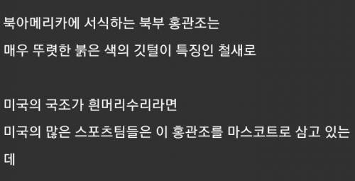 실사판 앵그리 버드를 찍는데 성공한 사진가