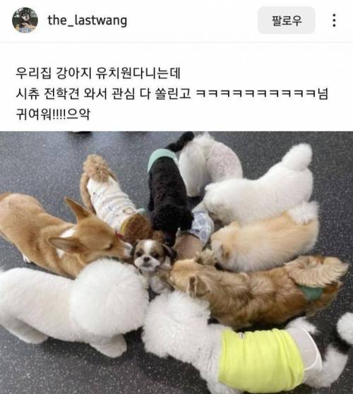 강아지 유치원에 전학온 시츄