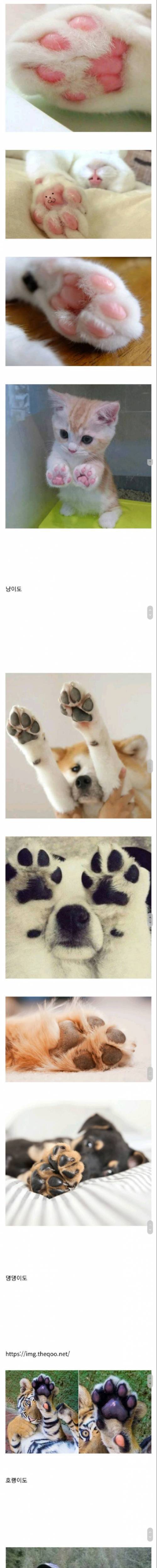 토끼 발의 폭신한 비밀