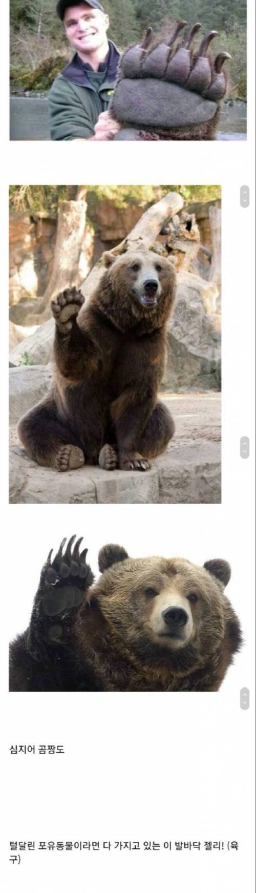 토끼 발의 폭신한 비밀