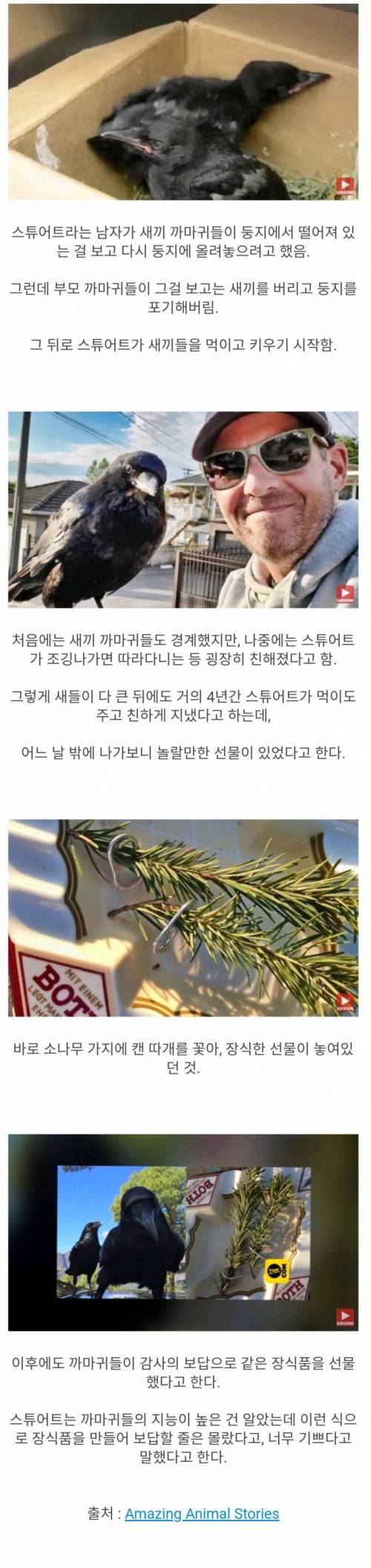 자신을 치료하고 먹이를 준 남자에게 보답한 까마귀