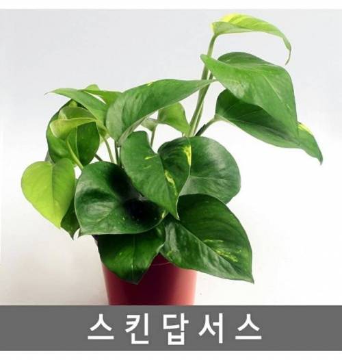 				식물을 키워서는 안 되는 사람을 식별할 수 있다는 식물..jpg