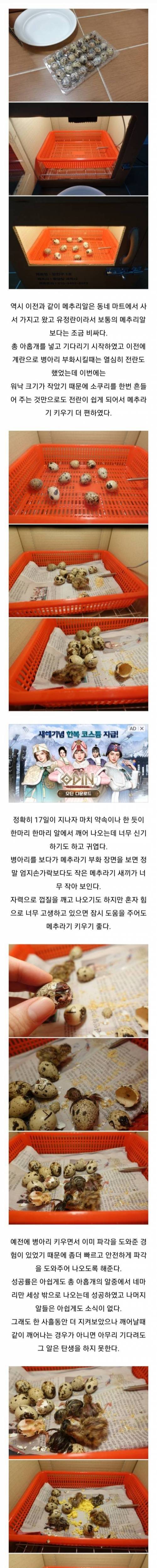 메추리알 무한동력.jpg