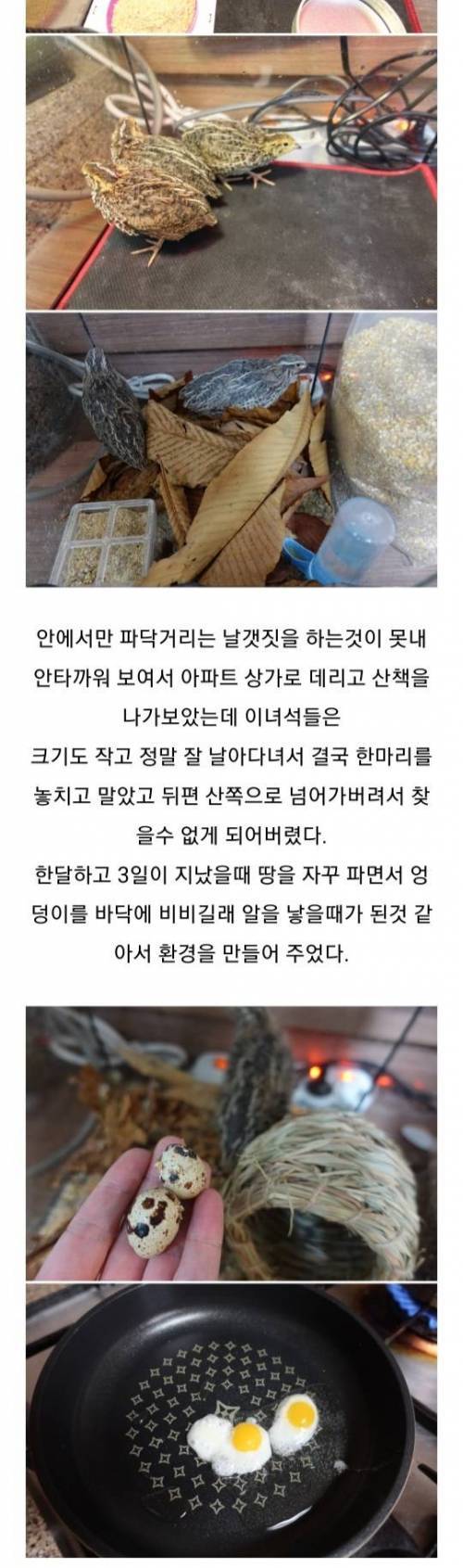 메추리알 무한동력.jpg