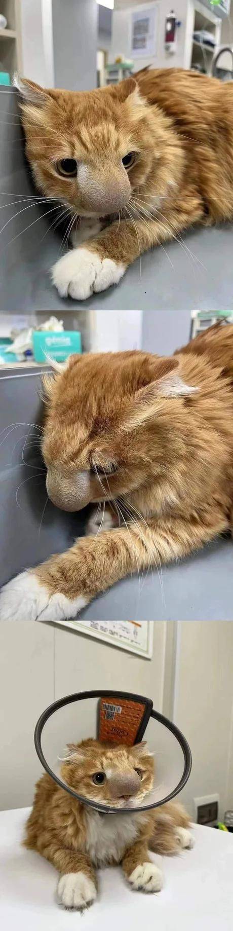 벌에 쏘인 고양이 얼굴 상태