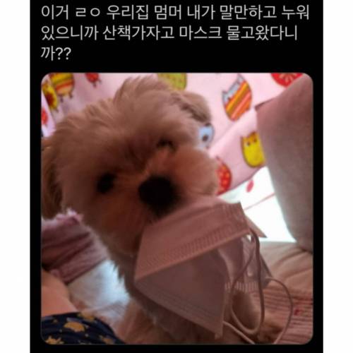 무언의 산책신호