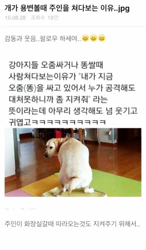 고전] 개가 응가할 때 주인을 보는 이유 ㅋ.jpg
