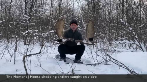캐나다 눈밭에 사슴뿔이 떨어져있는 이유