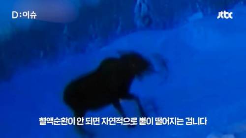 캐나다 눈밭에 사슴뿔이 떨어져있는 이유