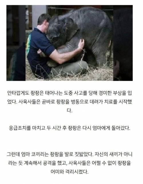 어미에게 버림 받은 새끼의 반응