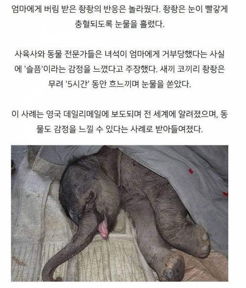 어미에게 버림 받은 새끼의 반응