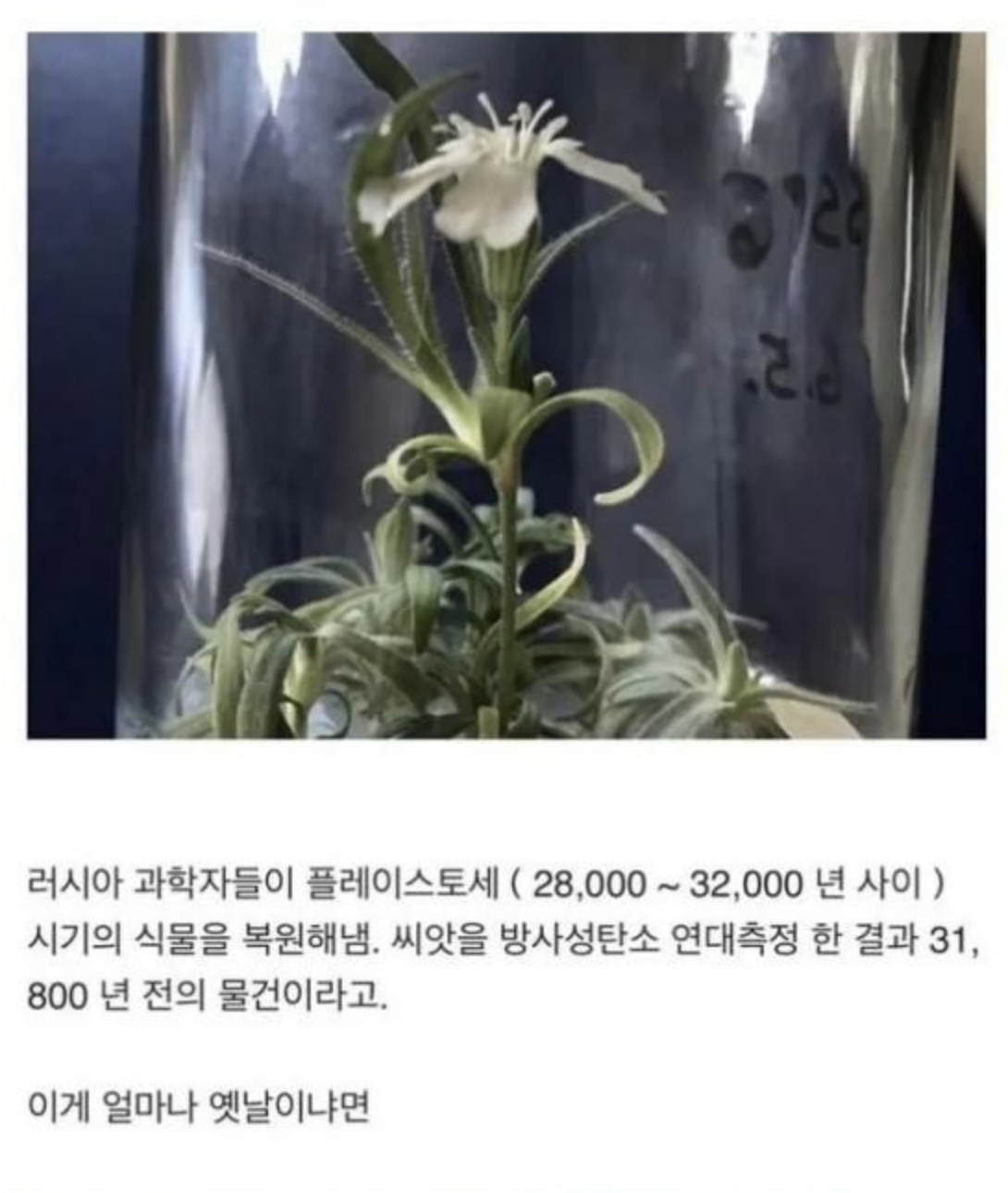 3만년 전 식물을 되살려낸 과학자들