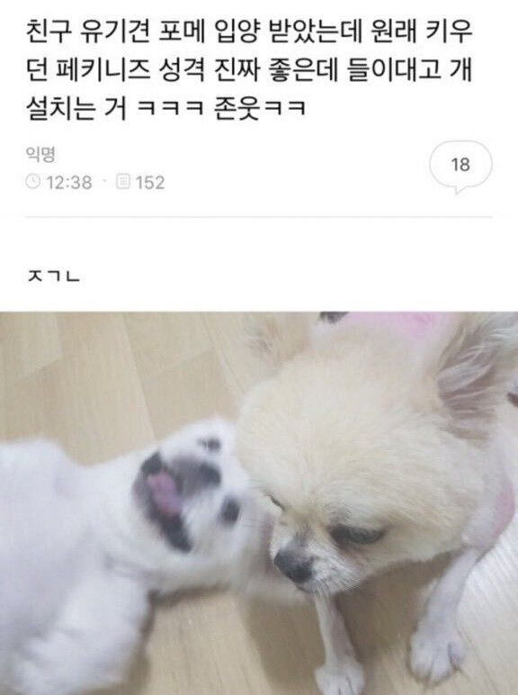 사진만 봐도 성격이 보이는 강아지