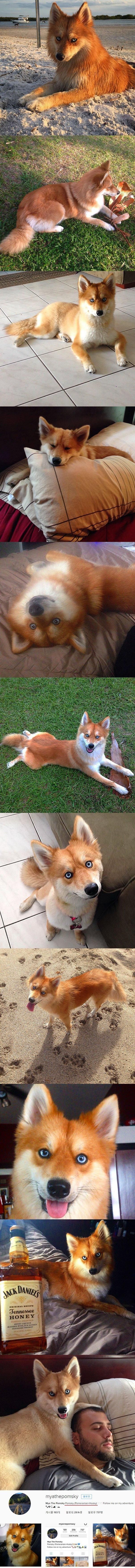 여우로 오해 받는 멍뭉이.jpg